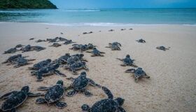 Meet gentle giants on your Vietnam dive adventure